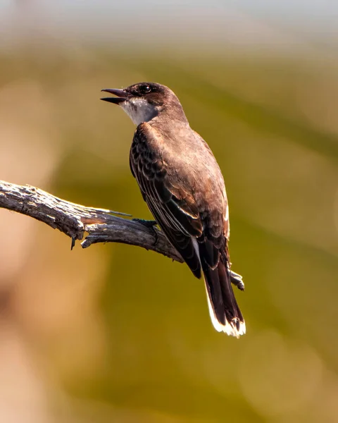 Východní Král Pták Zavřít Pohled Zezadu Sedí Větvi Otevřeným Zobákem — Stock fotografie
