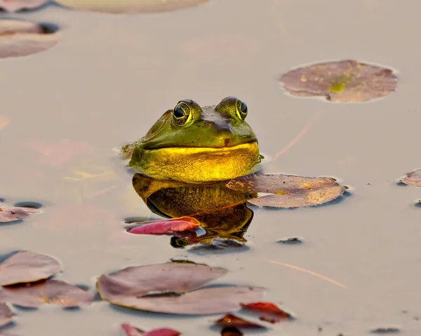 青蛙的头靠得很近 它坐在水里 用睡莲垫展示身体 欣赏它的环境和栖息地 并看着相机 — 图库照片