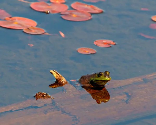 Žába Sedící Kládě Vodě Zobrazující Tělo Hlavu Nohy Oko Užívající — Stock fotografie