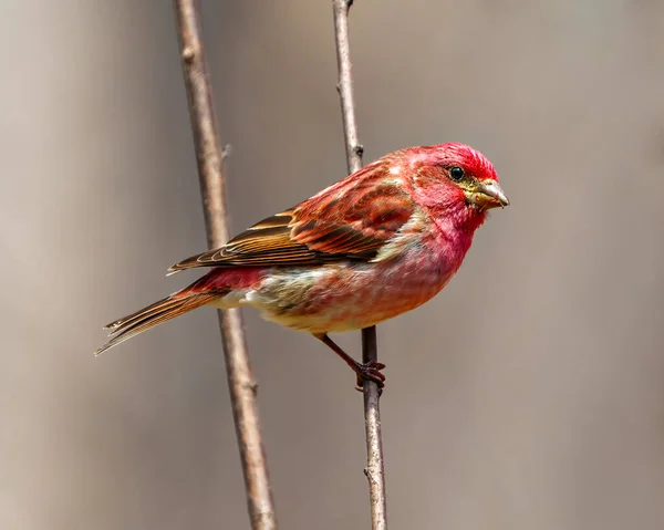 Finch Male Close Side View Perched Branch Displaying Red Colour — Stock Photo, Image