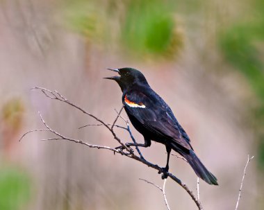 Kırmızı kanatlı karatavuk erkek, bir dal bitkisinin üzerine tünemiş, çevresi ve çevresi bulanık..