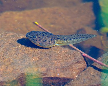 Kurbağa yavrusu suda dinleniyor. Kayalık ve bulanık su arka planında. Sulama alanının ve yaşam alanının tadını çıkarıyor..