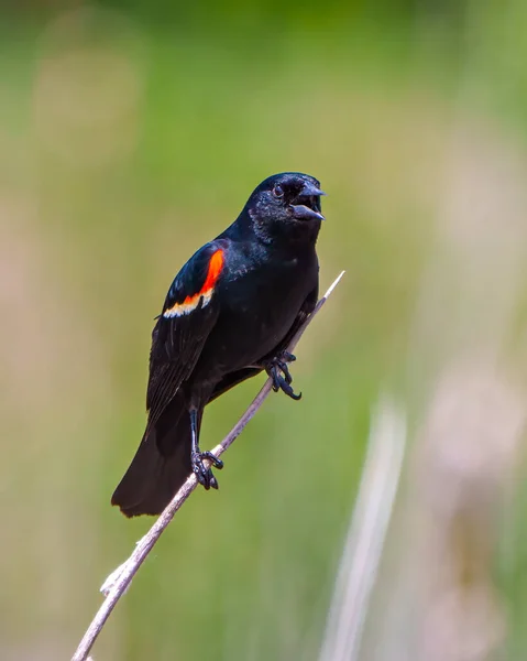 Red Winged Blackbird Samec Zblízka Přední Pohled Sedí Větvičce Rozmazaným — Stock fotografie