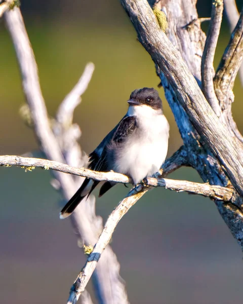 Wschodni Kingbird Zamknąć Przodu Widok Gałąź Kolorowym Tle Jego Środowisku — Zdjęcie stockowe