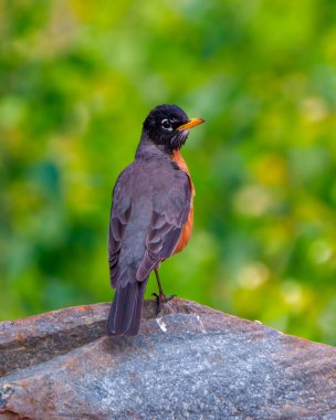 Amerikalı Robin, Robin Picture 'ı çevreleyen yeşil bokeh arka planı ve yaşam alanı olan bir kayanın üzerinde dikiz aynasıyla duruyor..