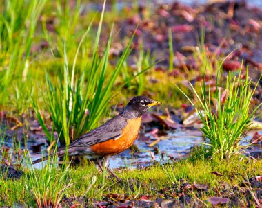 Amerikalı Robin bataklık çimlerinde duruyor ve çevresi ve çevresi yiyecek arıyor. Robin Resim.