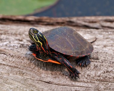 Havuzdaki bir kütüğün üzerinde dinlenen boyalı kaplumbağa ve çevresindeki kaplumbağa kabuğunu, kafasını, pençelerini ve yaşam alanını gösteriyor. Kaplumbağa Resmi