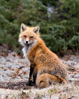 Beyaz yosun beyazı üzerinde oturan kırmızı tilki, bahar mevsiminde yeşil arka planda tilki kuyruğu, kürkü ve doğal ortamında sergilenir. Fox Image 'da. Görüntü. Portre. Fotoğraf..