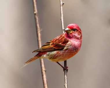 Çevresinde kahverengi bir arka plan ve habitat ile kırmızı renk tüylerini gösteren bir dala tünemiş Finch erkeği yakın plan görüntüsü. Mor Finch Resmi.
