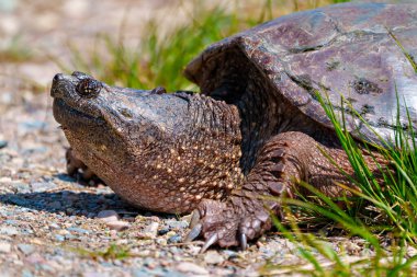 Kaplumbağa 'nın yakın çekim başlığını sudan çıkartıp çevresindeki ve çevresindeki uygun bir yuva alanı bulmaya çalışıyor. Kafasından vur..