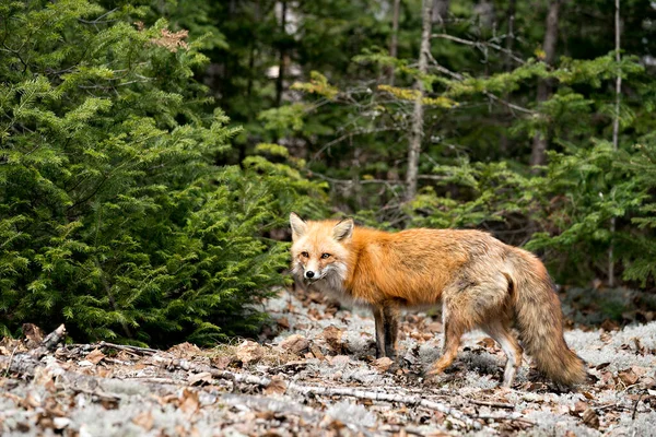 Red fox close-up side view in the spring season displaying fox tail, fur, in its environment and habitat with a coniferous trees background and moss on ground. Fox Image. Picture. Portrait. Photo.