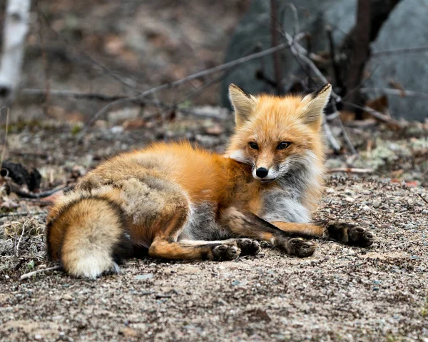 Red Fox Close Resting Springtime Displaying Fox Tail Fur Its — Stock Photo, Image