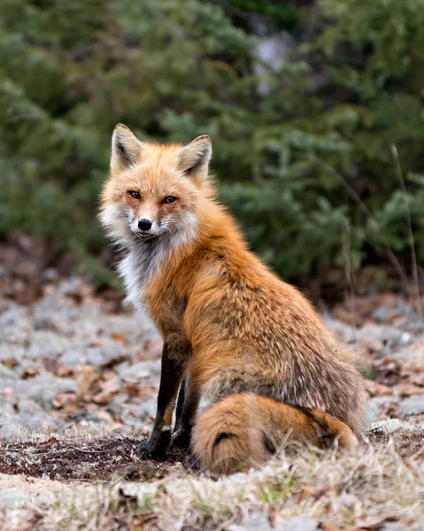 红色狐狸坐在白色苔藓上白色的绿色背景上 在春季展示狐狸的尾巴 在它的环境和栖息地 福克斯形象 — 图库照片