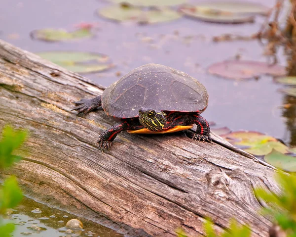 Schilderde Schildpad Rustend Een Stam Vijver Met Leliewaterpad Zijn Schildpadden — Stockfoto