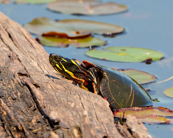 Bemalte Schildkröte Ruht Auf Einem Baumstamm Teich Mit Seerosenunterlage Und — Stockfoto