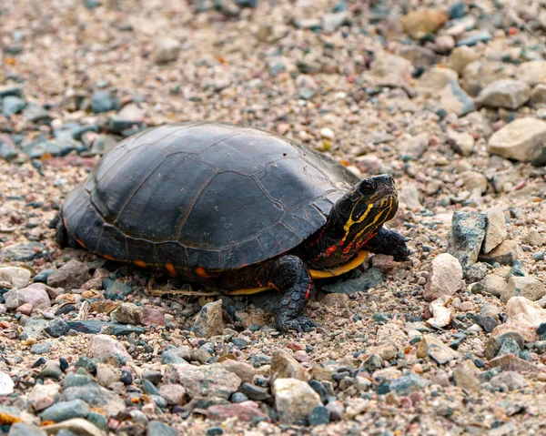 stock image Painted turtle close-up side view walking on gravel and displaying its turtle shell, head, paws in its environment and habitat surrounding. Turtle Picture