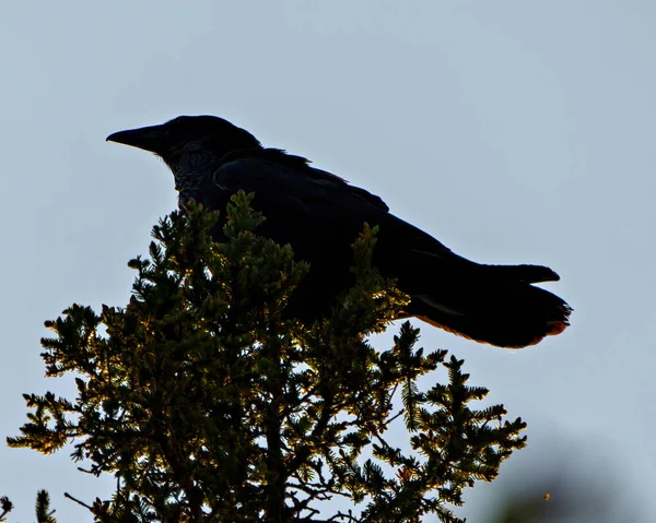乌鸦的侧影栖息在一棵树梢上 在它周围的环境和栖息地的蓝天上 鸟的轮廓 — 图库照片
