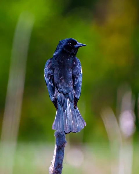 Red Winged Blackbird Nahaufnahme Rückseite Hockt Auf Einer Rohrkolbenpflanze Mit — Stockfoto