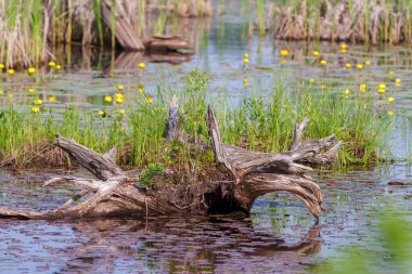 Eski ağaç kütüğü, sudaki kütüğün üzerinde yeni büyüyen mikropla bataklık suyunda zambak pedleri. Fotoğrafı Şaşırt.