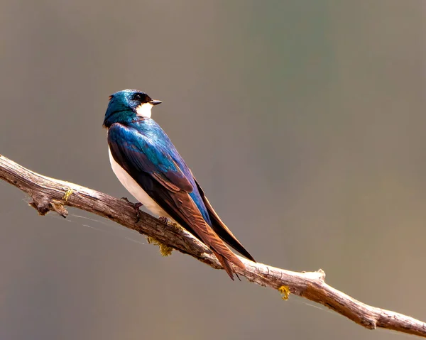 Swallow Close Side View Perched Moss Branch Colourful Background Its — Stock Photo, Image