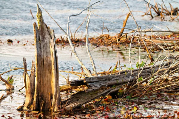 stock image Old wooden tree stump with the new growth germ on the stump in the water with lily pads in a marsh water. Stump Photo.