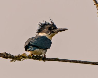 Kemerli Kingfisher, çevresi ve yaşam alanı içinde gri gökyüzü arka planına sahip bir yosun dalına tünemiş dikiz görüntüsü..
