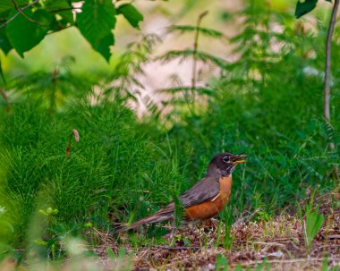 Amerikalı Robin 'in yakın plan yan görüntüsü, gagasında bir yusufçuk, çevresini çevreleyen yeşil bir arka planı ve çevresi ile yerde duruyor. Robin Resim.