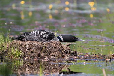 Bataklık otları, çevresi ve habitatında çamur ve su ile yuvasına yuva yapan yaygın Loon yakın çekim görüntüsü. Kuş yuvası. Sulak Bölge 'de bir kaçık. Göl manzaralı dalgıç kuşu. Görüntü. Portre. Fotoğraf.. 