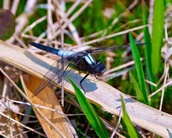 Common Dragonfly Распростертыми Крыльями Покоится Болотном Растительном Фоне Тенью Наслаждается — стоковое фото