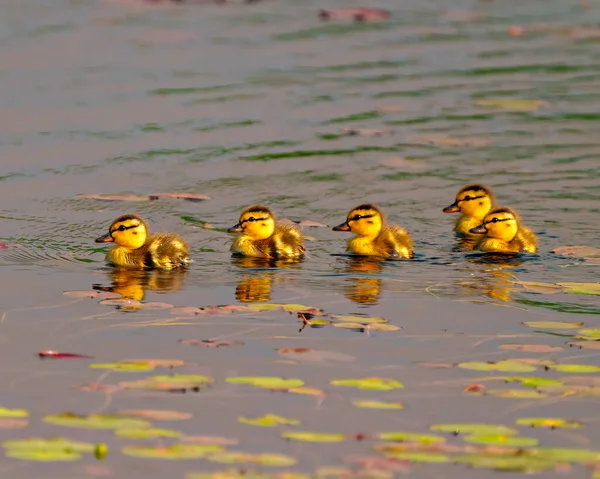 Duck Baby Chicks Water Swimming Water Lily Surrounding Them Habitat — Stock Photo, Image