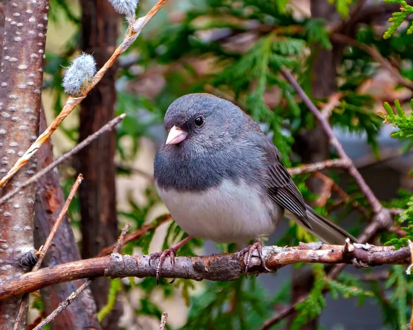 Junco Close Front View Perched Forest Background Its Environment Habitat — Stock Photo, Image