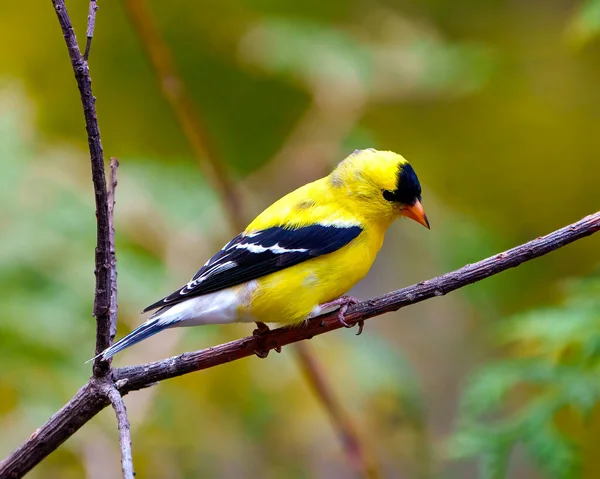 American Goldfinch Male Close Side View Perched Branch Green Forest Royalty Free Stock Images