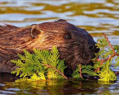 Kunduzun kafası, gölde bir sedir dalını yiyerek ve çevresinin ve yaşam alanının tadını çıkararak bulanık bir su arka planıyla çevrili..