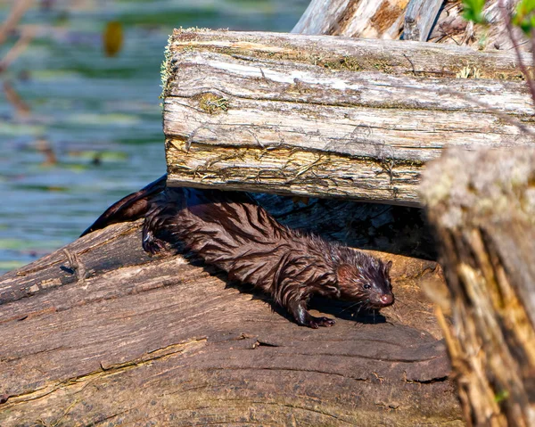 Weasel hiding under a dead log with a side view displaying wet brown fur in its environment and habitat surrounding. Mink.