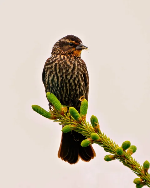 Red Winged Blackbird Juvenile Nahaufnahme Von Vorne Hockt Auf Einem — Stockfoto