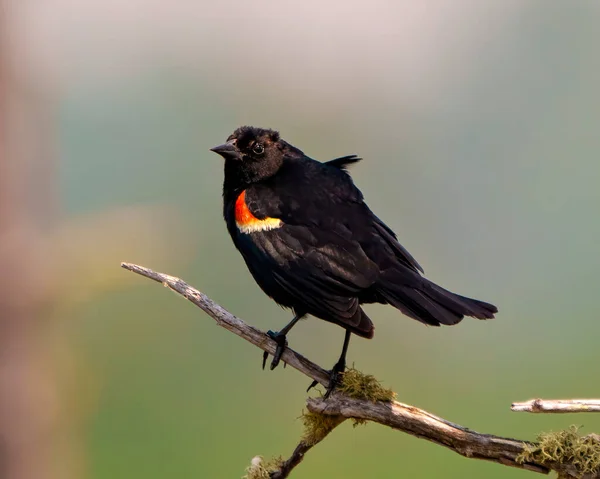 Red Winged Blackbird Вид Сбоку Крупным Планом Сидя Ветке Мха — стоковое фото