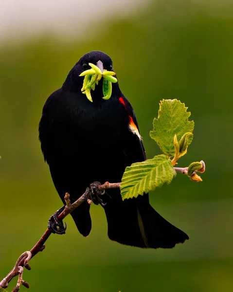 Rotflügelamselmännchen Aus Nahaufnahme Mit Grünen Würmern Schnabel Und Grünem Hintergrund — Stockfoto