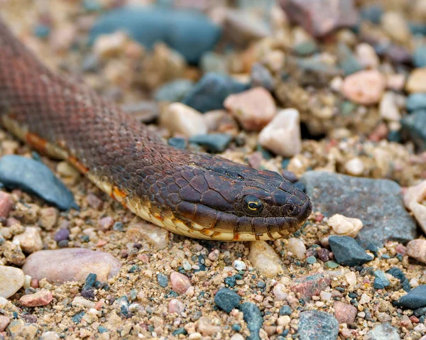 Schlangenkopf Erschossen Nahaufnahme Profil Ansicht Kriechen Auf Kiesfelsen Mit Einem — Stockfoto