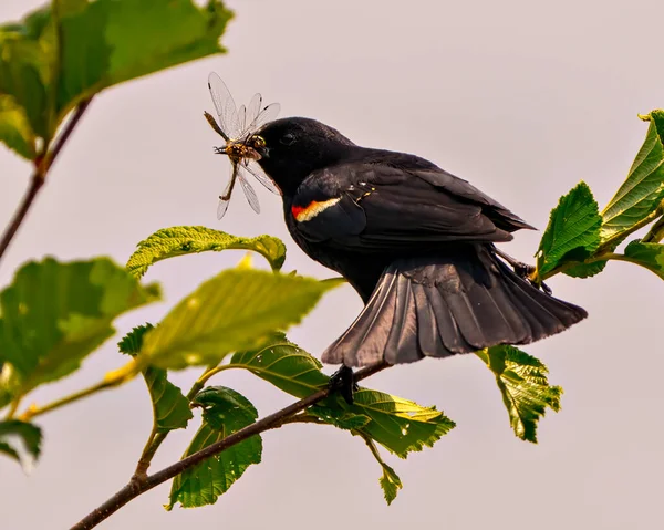 Red Winged Blackbird Samec Zblízka Zadní Pohled Sedí Větvi Šedou — Stock fotografie