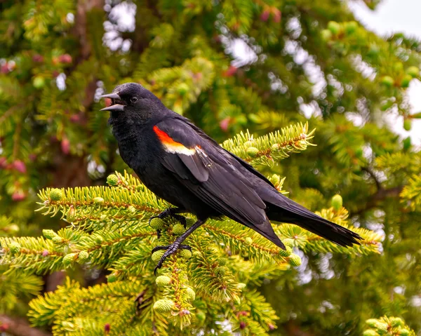Pájaro Negro Alado Rojo Vista Lateral Masculina Encaramado Árbol Coníferas — Foto de Stock
