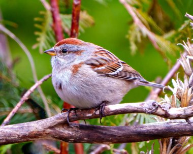 Amerikan Ağaç Serçesi çevre ve yaşam ortamında orman arka planına sahip bir dala tünemişti. Serçe Resmi.