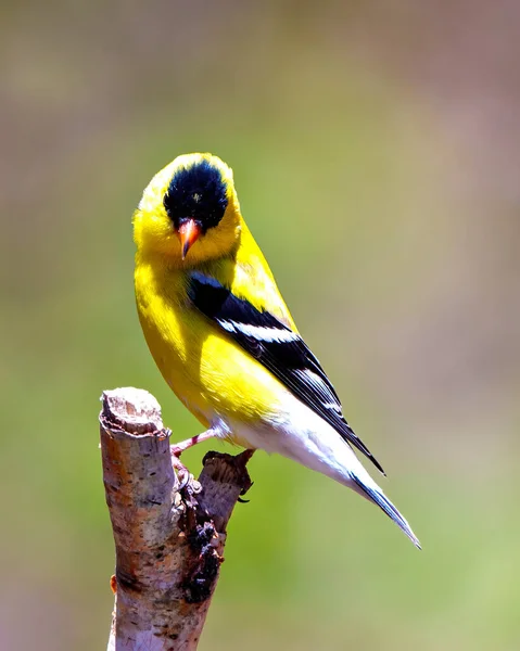 Goldfinch Empoleirado Ramo Com Fundo Colorido Seu Ambiente Habitat Circundante — Fotografia de Stock