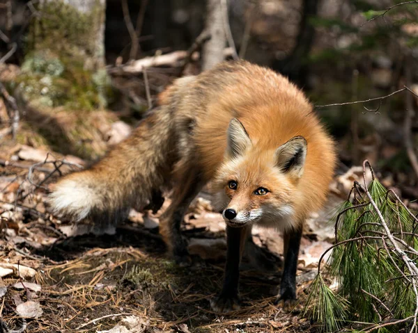 Red Fox Close Springtime Displaying Fox Tail Fur Its Environment — Stock Photo, Image