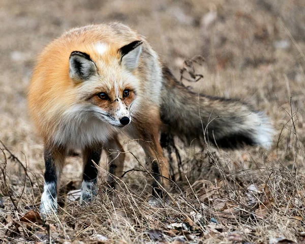 Červená Unikátní Fox Close Profil Přední Pohled Kameru Jarní Sezóně — Stock fotografie