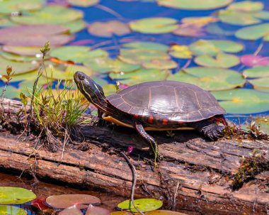 Kaplumbağa boyalı yakın çekim yan görüntüsü, lwater zambaklarıyla göldeki yosun kütüğünün üzerinde dinleniyor ve çevresindeki kaplumbağa kabuğunu, kafasını, pençelerini ve yaşam alanını gösteriyor. Kaplumbağa Resmi.