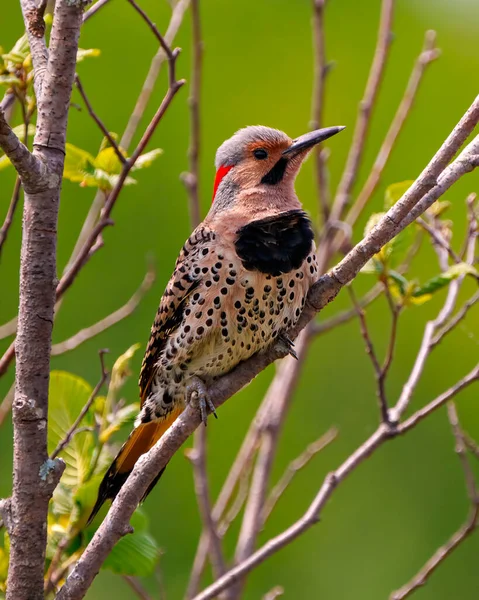 Stock image Northern Flicker male front view close-up perched on a branch with blur green background in its environment and habitat surrounding during bird mating season. Flicker Picture. Portrait.