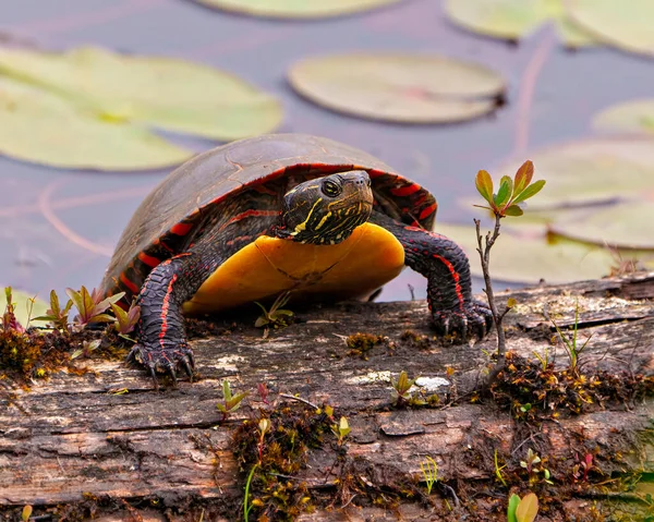 Painted Turtle Resting Moss Log Pond Water Lily Pad Displaying — Stock Photo, Image