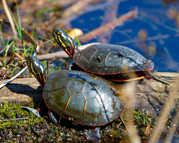 Gemaltes Schildkrötenpaar Das Auf Einem Baumstamm Mit Moos Teich Ruht — Stockfoto