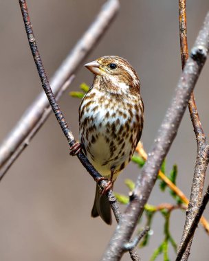 Mor Finch kadın, yakın plan profil görüntüsü, çevresi ve çevresi bulanık bir dala tünemiş. Mor Finch Resmi.