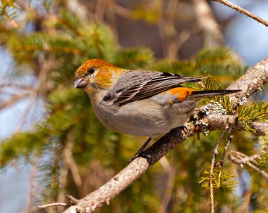 Pine Grosgaga dişisi, çevresinde paslı ve farklı kuş tüyü renkleri olan kozalaklı bir ağaç dalına tünemiş. Grosgaga Resmi.